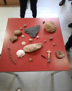 Atelier scientifique autour des fossiles au musée d'archéologie 